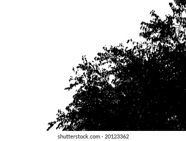 Vector contours of tree