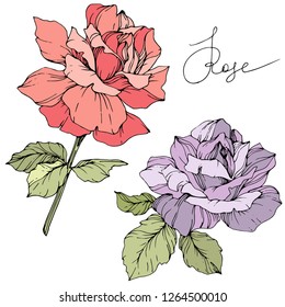 Vector Coral and purple Rose. Floral botanical flower. Wild spring leaf isolated. Watercolor background illustration set. Watercolour drawing fashion aquarelle. Isolated rosa illustration element.