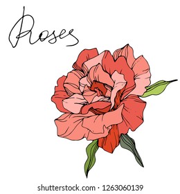 Vector Coral rose. Floral botanical flower. Green leaf. Isolated rose illustration element. Black and white engraved ink art.