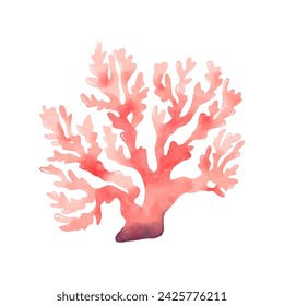 Vector coral in watercolour style isolated. Clip art of a pink coral. 