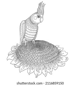 Vector Corella parrot eating seeds on sunflower. Coloring book page for adults and children