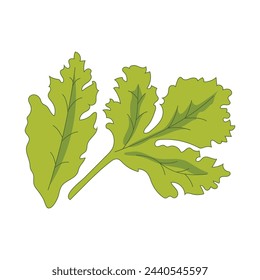 Vector coriander green leafy vegetables for healthy cooking.
