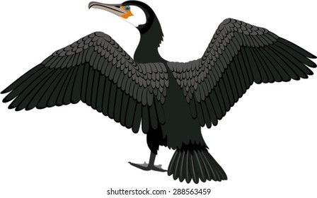 vector Cormorant bird