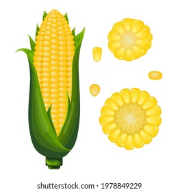 Vector corn in cartoon style. Golden maize harvest, popcorn corny grains and sweet corn. Ear of corn or corns cob isolated on white background.