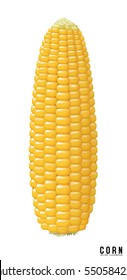 Vector corn on the cob. design element