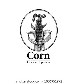 Vector corn on the cob with leaves vintage engraved illustration. Botanical corn. Hand drawn logo template