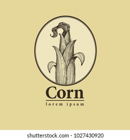 Vector corn on the cob with leaves retro engraved illustration. Botanical corn. Hand drawn logo template