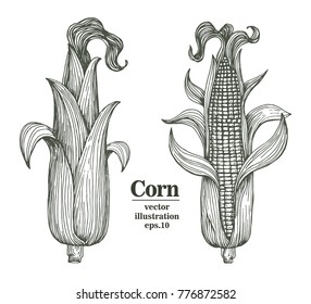 Vector corn on the cob with leaves retro engraved illustration. Botanical corn. Hand drawn illustration