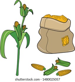Vector corn, plant and heads, also grain in a bag