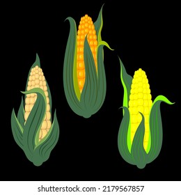 Vector - corn plant pattern, watercolor illustration, template.