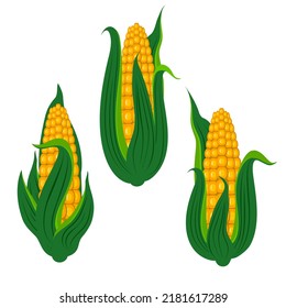 Vector - corn plant pattern, watercolor illustration, template.