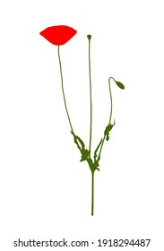 vector corn poppy (Papaver rhoeas) isolated on white background