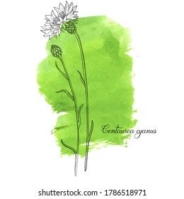 vector cornflower flower and bud, Centaurea cyanus at green watercolor background, hand drawn illustration