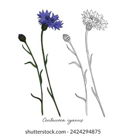 vector cornflower flower and bud, Centaurea cyanus at white background, hand drawn illustration