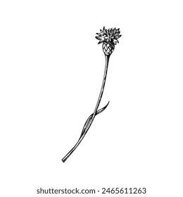 Vector cornflower. Hand painted papaver flower. Graphic clip art isolated on background. Botanical and wedding illustration. For designers, invitations, decoration, postcards, wrapping paper, scrapboo