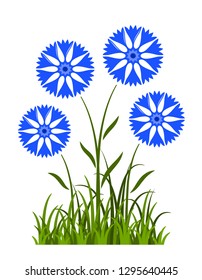 vector cornflowers in grass isolated on white background