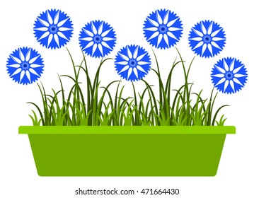 vector cornflowers in planter isolated on white background