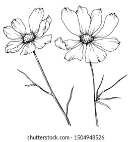 Vector Cosmos floral botanical flowers. Wild spring leaf wildflower isolated. Black and white engraved ink art. Isolated cosmea illustration element.