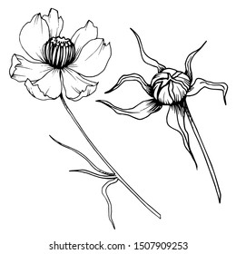 Vector Cosmos floral botanical flowers. Wild spring leaf wildflower isolated. Black and white engraved ink art. Isolated cosmea illustration element.