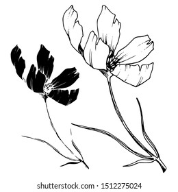 Vector Cosmos floral botanical flowers. Wild spring leaf wildflower isolated. Black and white engraved ink art. Isolated cosmea illustration element.