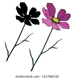 Vector Cosmos floral botanical flowers. Wild spring leaf wildflower isolated element. Black and white engraved ink art. Isolated cosmea illustration element.