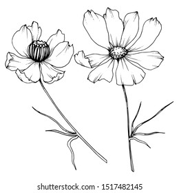 Vector Cosmos floral botanical flowers. Wild spring leaf wildflower isolated element. Black and white engraved ink art. Isolated cosmea illustration element.