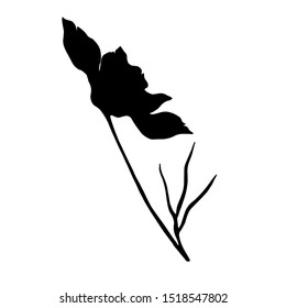 Vector Cosmos floral botanical flowers. Wild spring leaf wildflower isolated element. Black and white engraved ink art. Isolated cosmea illustration element.