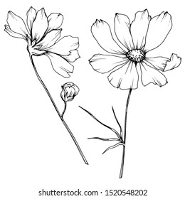 Vector Cosmos floral botanical flowers. Wild spring leaf wildflower isolated element. Black and white engraved ink art. Isolated cosmea illustration element.