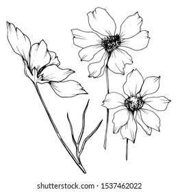 Vector Cosmos floral botanical flowers. Wild spring leaf wildflower isolated element. Black and white engraved ink art. Isolated cosmea illustration element.