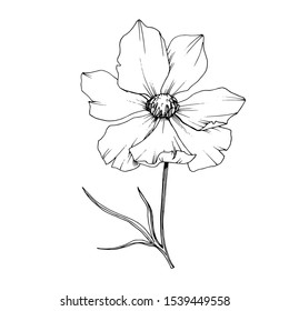 Vector Cosmos floral botanical flowers. Wild spring leaf wildflower isolated element. Black and white engraved ink art. Isolated cosmea illustration element.