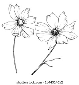 Vector Cosmos floral botanical flowers. Wild spring leaf wildflower isolated element. Black and white engraved ink art. Isolated cosmea illustration element.