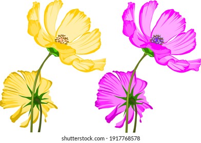 Vector de flor cosmos aislado en fondo blanco