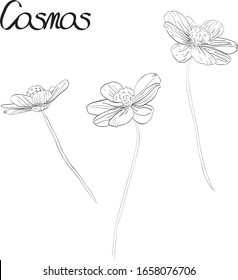 Vector cosmos flowers sketchy set. Flower element isolated on white background