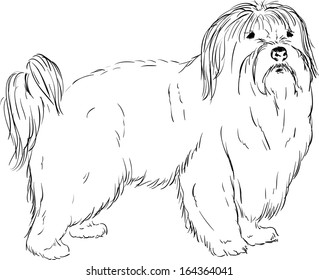 vector  - Coton de Tulear . isolated on background