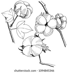 Algodón vectorial. Flor botánica floral. Flor silvestre de hojas de primavera silvestre aislada. Flor silvestre vectorial para fondo, textura, patrón envolvente, marco o borde.