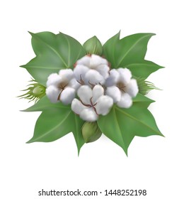Vector cotton with leaves on a light background. White cotton buds and formed cotton boxes. Vector illustration