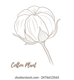 Vector cotton plant with flower and leaves line art illustration, graphic line cotton plant combination. Cotton branch. Cotton flower. Great for any designs, textile, art, walls, package