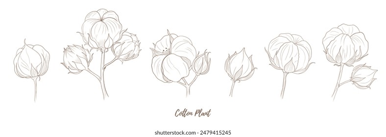 Vector cotton plant with flower and leaves line art illustration, graphic line cotton plant combination. Cotton branch. Cotton flower. Great for any designs, textile, art, walls, package