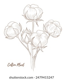Vector cotton plant with flower and leaves line art illustration, graphic line cotton plant combination. Cotton branch. Cotton flower. Great for any designs, textile, art, walls, package