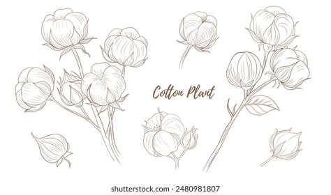 Vector cotton plant with flower and leaves line art illustration, graphic line cotton plant combination. Cotton branch. Cotton flower. Great for any designs, textile, art, walls, package