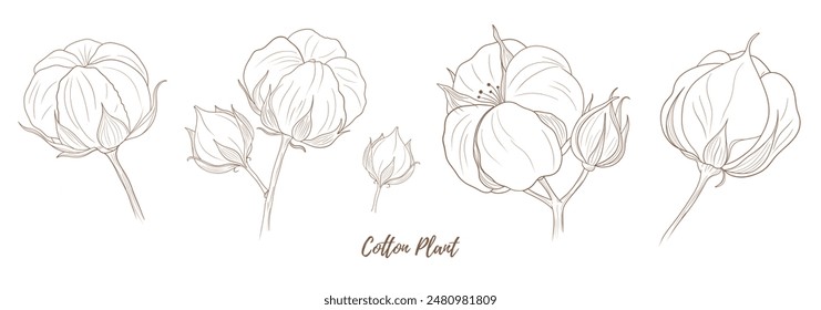 Vector cotton plant with flower and leaves line art illustration, graphic line cotton plant combination. Cotton branch. Cotton flower. Great for any designs, textile, art, walls, package