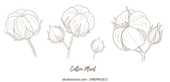 Vector cotton plant with flower and leaves line art illustration, graphic line cotton plant combination. Cotton branch. Cotton flower. Great for any designs, textile, art, walls, package