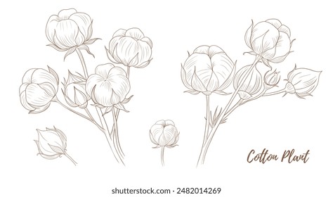 Vector cotton plant with flower and leaves line art illustration, graphic line cotton plant combination. Cotton branch. Cotton flower. Great for any designs, textile, art, walls, package