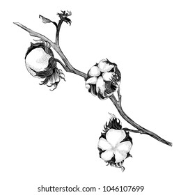Vector. Cotton - stalk plants with seed pods. Wallpaper. Use printed materials, signs, posters, postcards, packaging.  