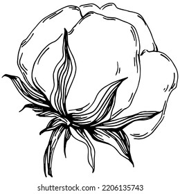 Verano de algodón vectorial. Flor botánica aislada, hojas. Dibujo de tinta con grabado en blanco y negro. Planta de hojas de follaje floral de jardín botánico. Elemento de ilustración de dibujo de flores silvestres.