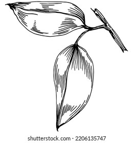 Verano de algodón vectorial. Flor botánica aislada, hojas. Dibujo de tinta con grabado en blanco y negro. Planta de hojas de follaje floral de jardín botánico. Elemento de ilustración de dibujo de flores silvestres.