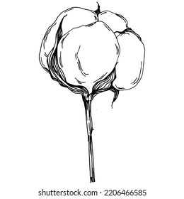 Verano de algodón vectorial. Flor botánica aislada, hojas. Dibujo de tinta con grabado en blanco y negro. Planta de hojas de follaje floral de jardín botánico. Elemento de ilustración de dibujo de flores silvestres.