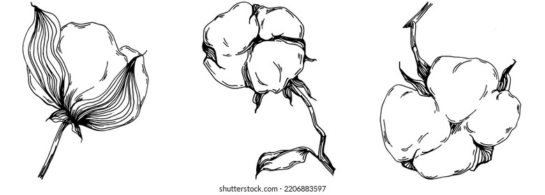 Vector cotton summer. Isolated botanical flower, leaves. Black and white engraved sketch ink art. Leaf plant botanical garden floral foliage. Wildflower drawing leaf illustration element.