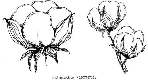 Verano de algodón vectorial. Flor botánica aislada, hojas. Dibujo de tinta con grabado en blanco y negro. Planta de hojas de follaje floral de jardín botánico. Elemento de ilustración de dibujo de flores silvestres.