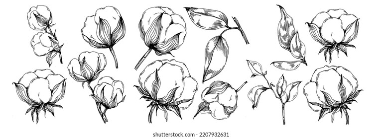 Vector cotton summer. Isolated botanical flower, leaves. Black and white engraved sketch ink art. Leaf plant botanical garden floral foliage. Wildflower drawing leaf illustration element.